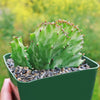 Coral Cactus - Euphorbia lactea crested -3