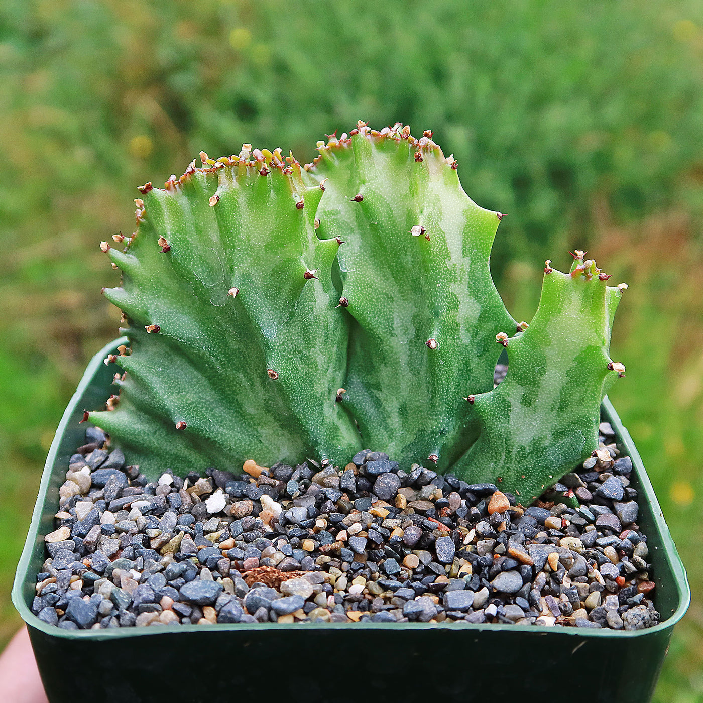 crested euphorbia succulent Coral Cactus