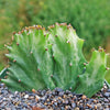 Coral Cactus - Euphorbia lactea crested -1