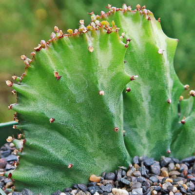 Coral Cactus - Euphorbia lactea crested -2