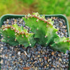 Coral Cactus - Euphorbia lactea crested - 5