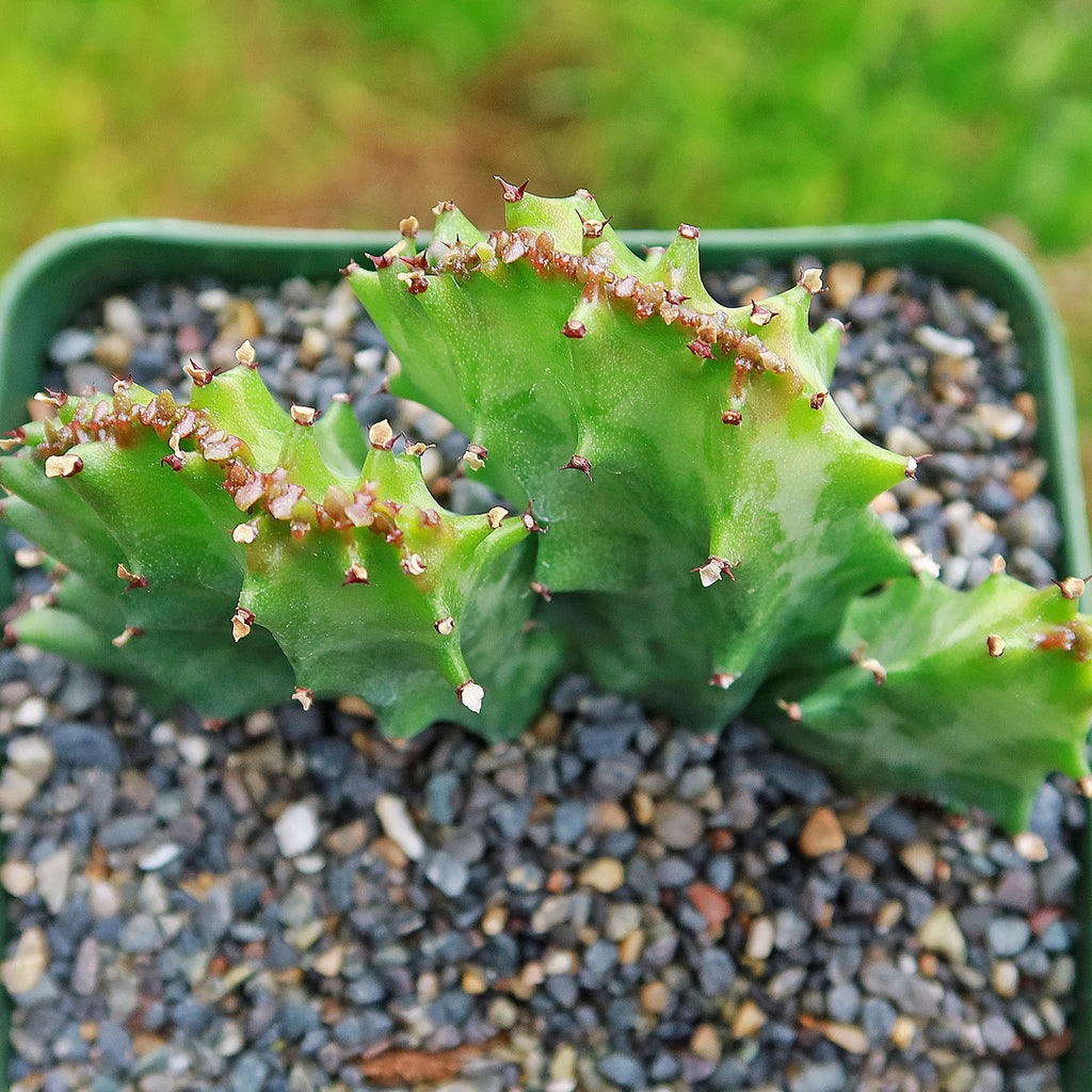 Coral Cactus - Euphorbia lactea crested - 5