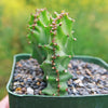 Coral Cactus - Euphorbia lactea crested -4