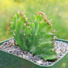 Coral Cactus - Euphorbia lactea crested -7