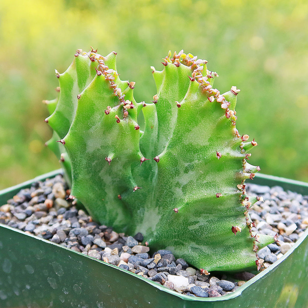 Coral Cactus - Euphorbia lactea crested -7