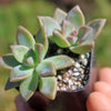 Variegated Ghost Plant - Graptopetalum Paraguayense Variegata