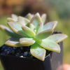 Variegated Ghost Plant - Graptopetalum Paraguayense Variegata