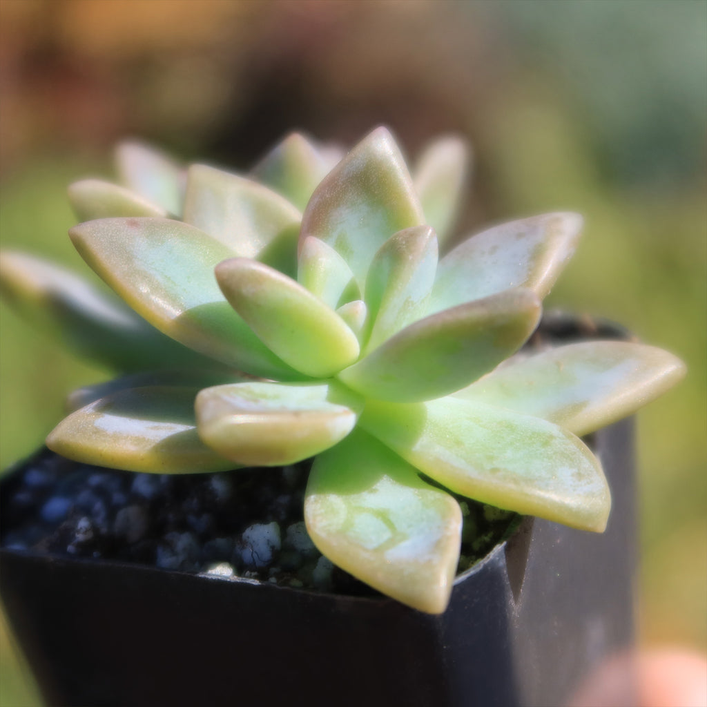 Variegated Ghost Plant - Graptopetalum Paraguayense Variegata