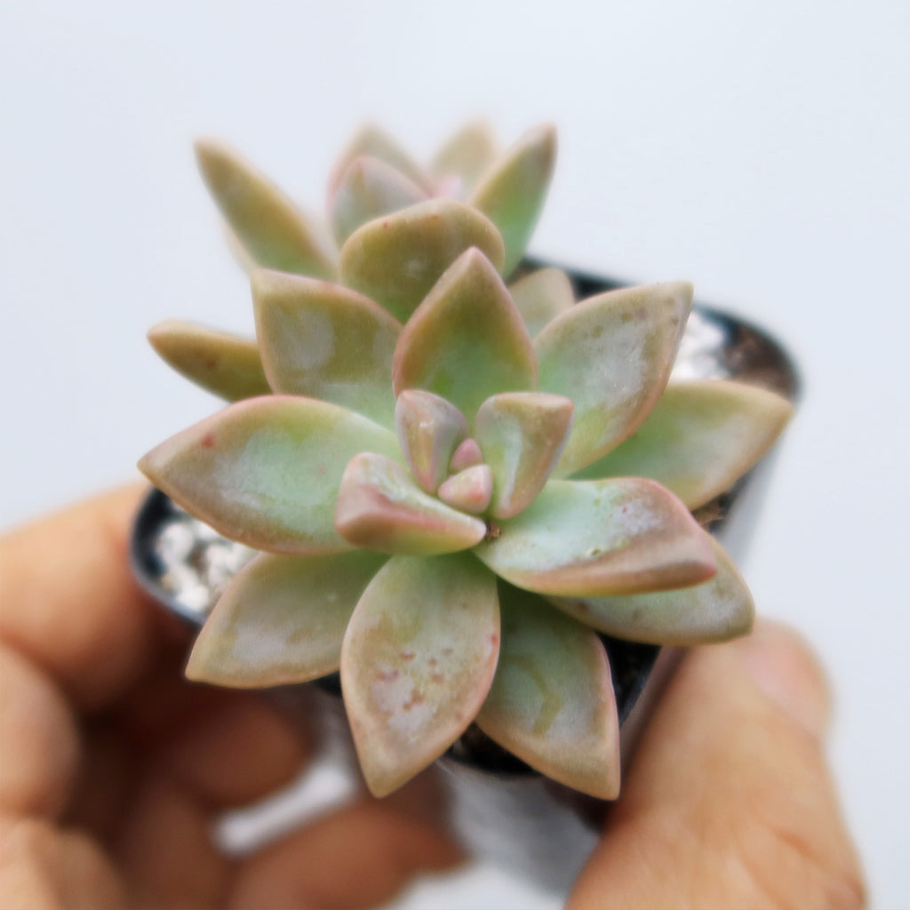 Variegated Ghost Plant - Graptopetalum Paraguayense Variegata