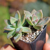 Variegated Ghost Plant - Graptopetalum Paraguayense Variegata