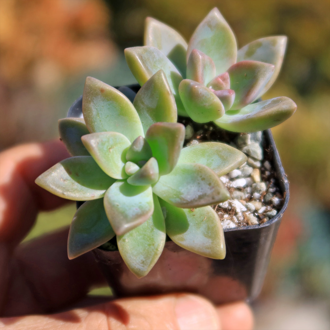 variegated ghost succulent Buy 'Variegated Ghost Plant - Graptopetalum Paraguayense Variegata' Care and Info