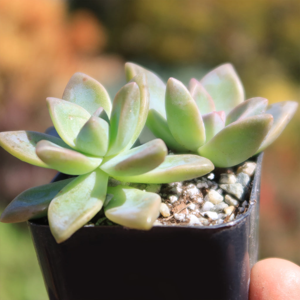 Variegated Ghost Plant - Graptopetalum Paraguayense Variegata