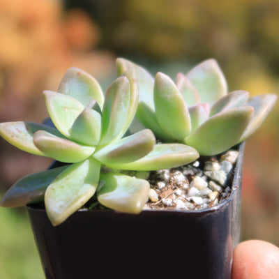 variegated ghost plant succulent Buy 'Variegated Ghost Plant - Graptopetalum Paraguayense Variegata' Care and Info