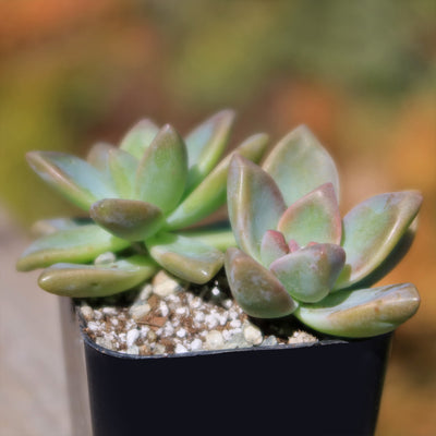 variegated ghost succulent Buy 'Variegated Ghost Plant - Graptopetalum Paraguayense Variegata' Care and Info