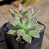 Variegated Ghost Plant - Graptopetalum Paraguayense Variegata