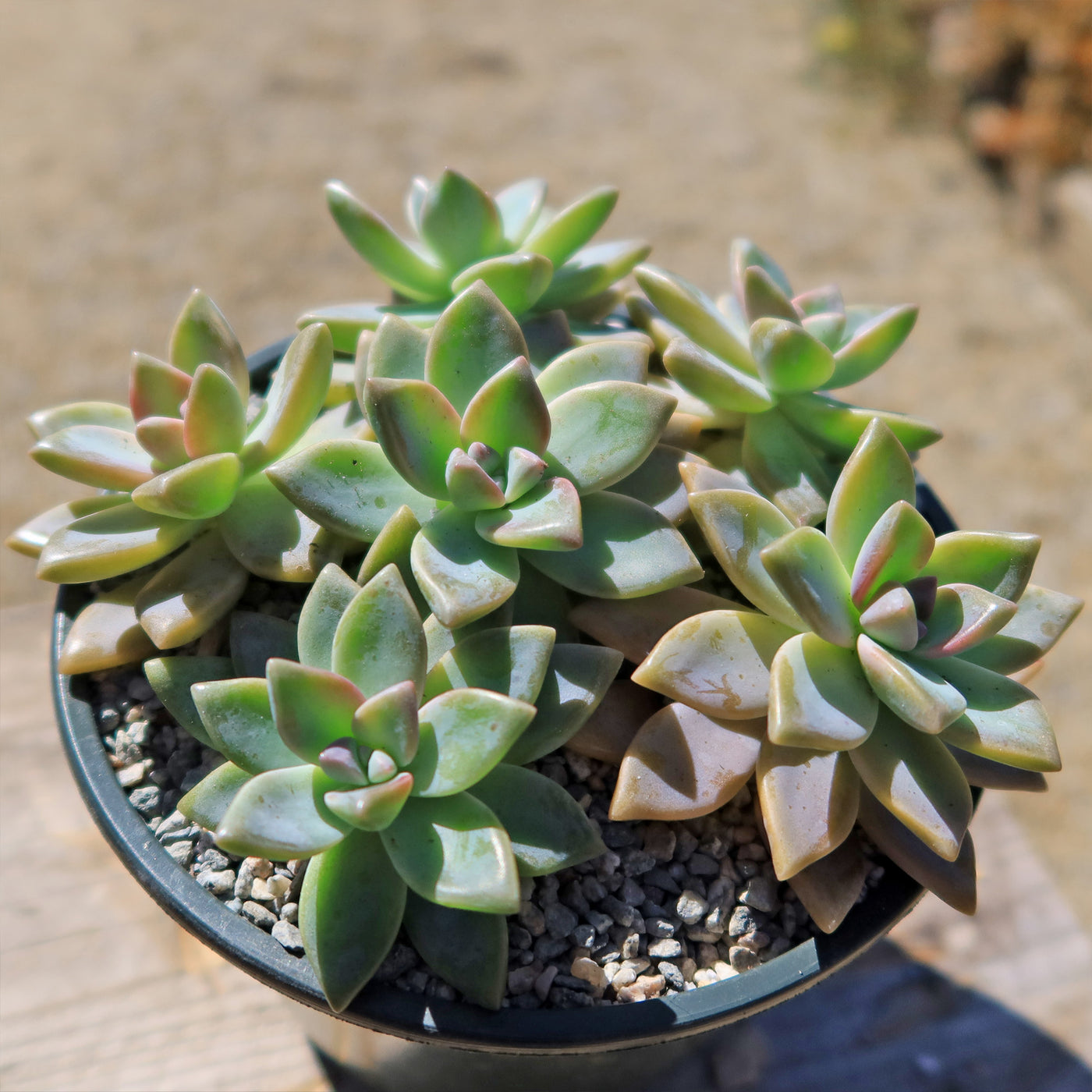 Ghost Plant - Graptopetalum paraguayense