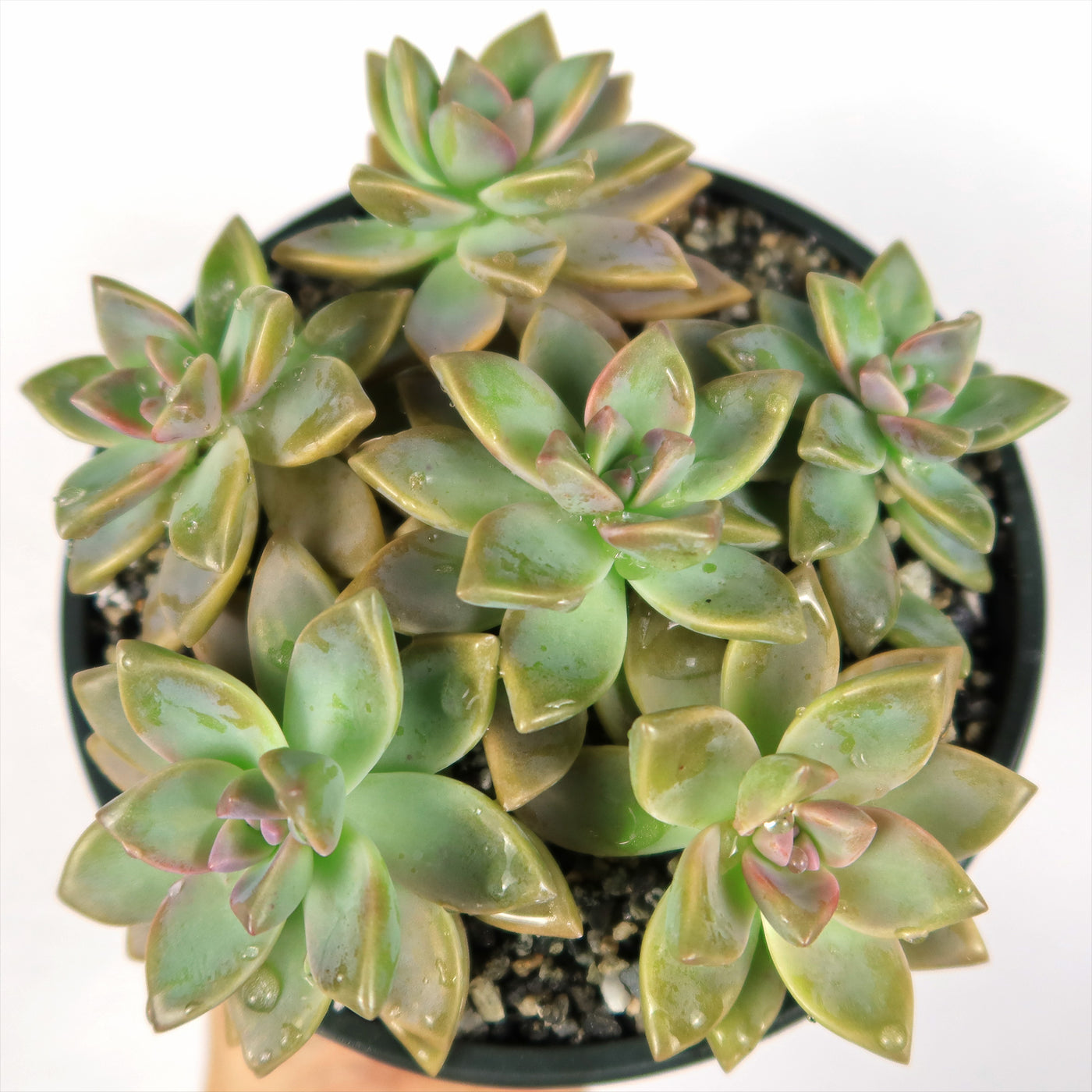 Ghost Plant - Graptopetalum paraguayense