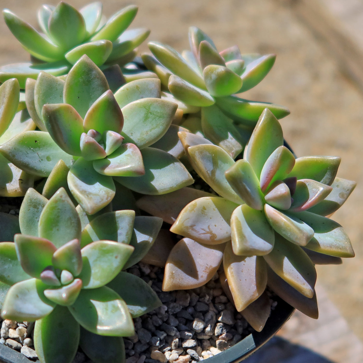 Ghost Plant - Graptopetalum paraguayense