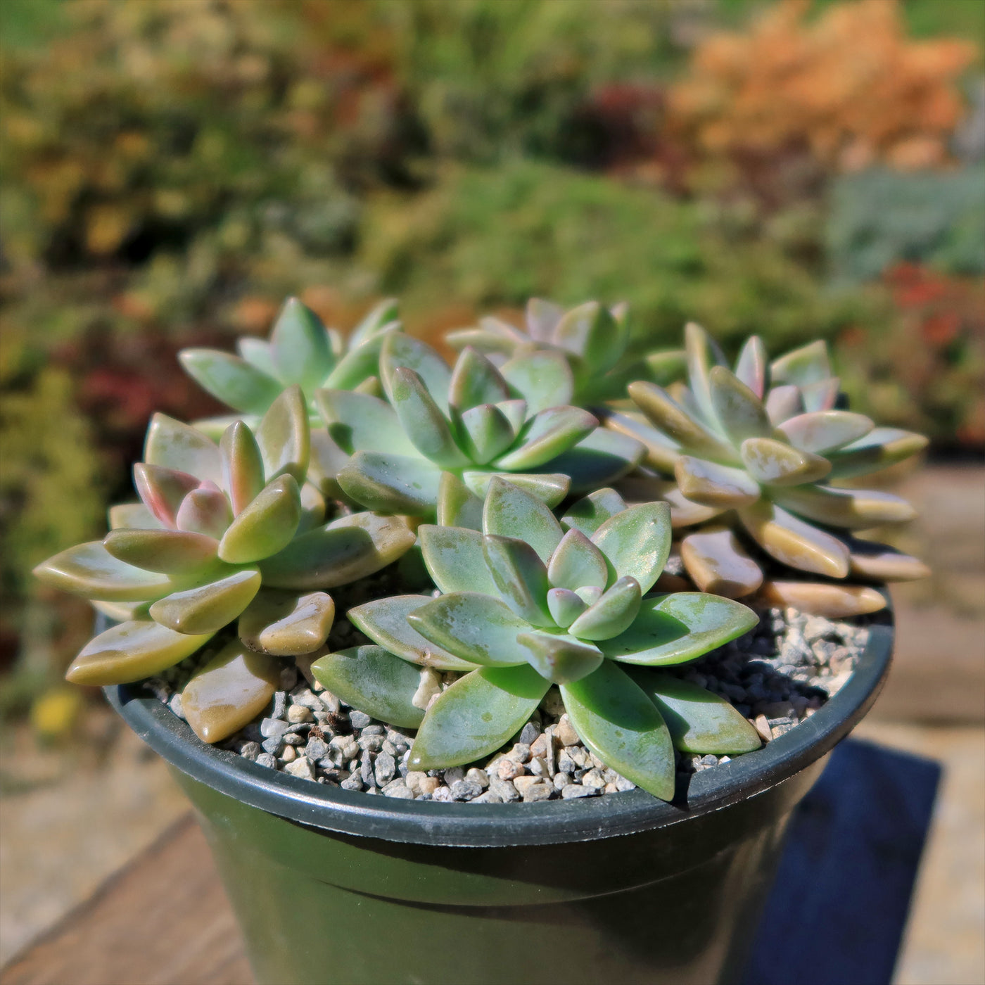 Ghost Plant - Graptopetalum paraguayense