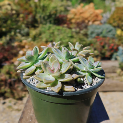 Ghost Plant - Graptopetalum paraguayense