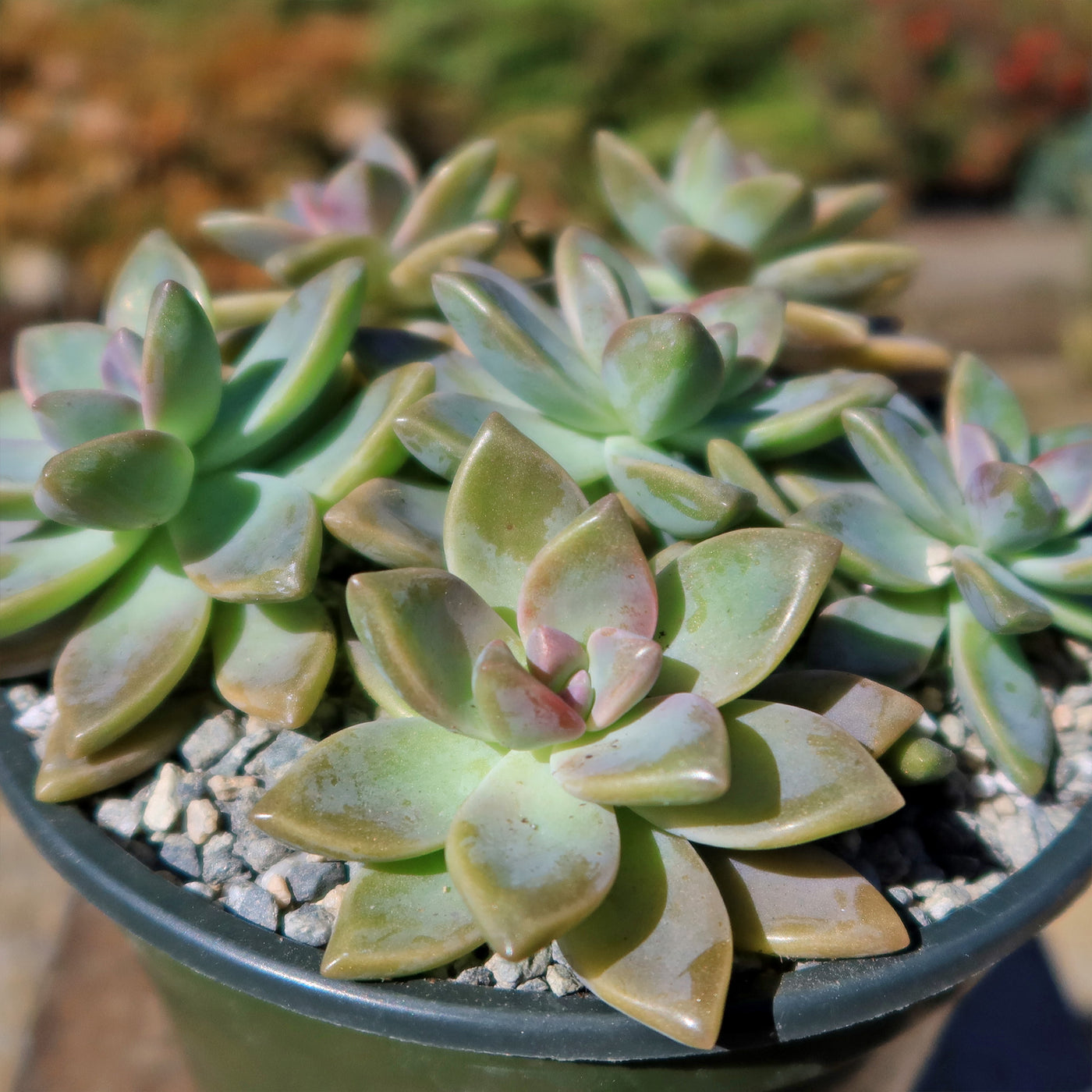 succulent green Shop 'Ghost Plant - Graptopetalum paraguayense' Care and Info