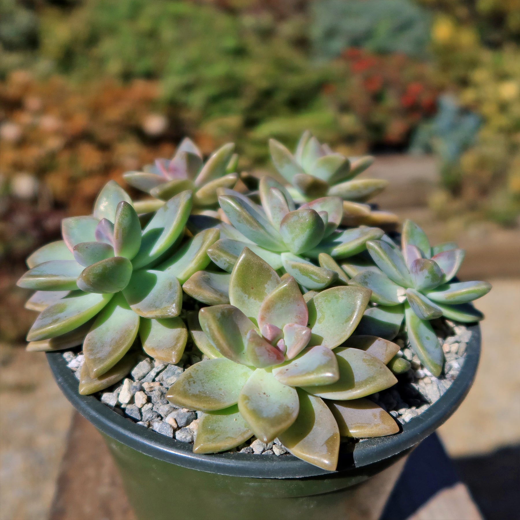 graptopetalum succulent Shop 'Ghost Plant - Graptopetalum paraguayense' Care and Info