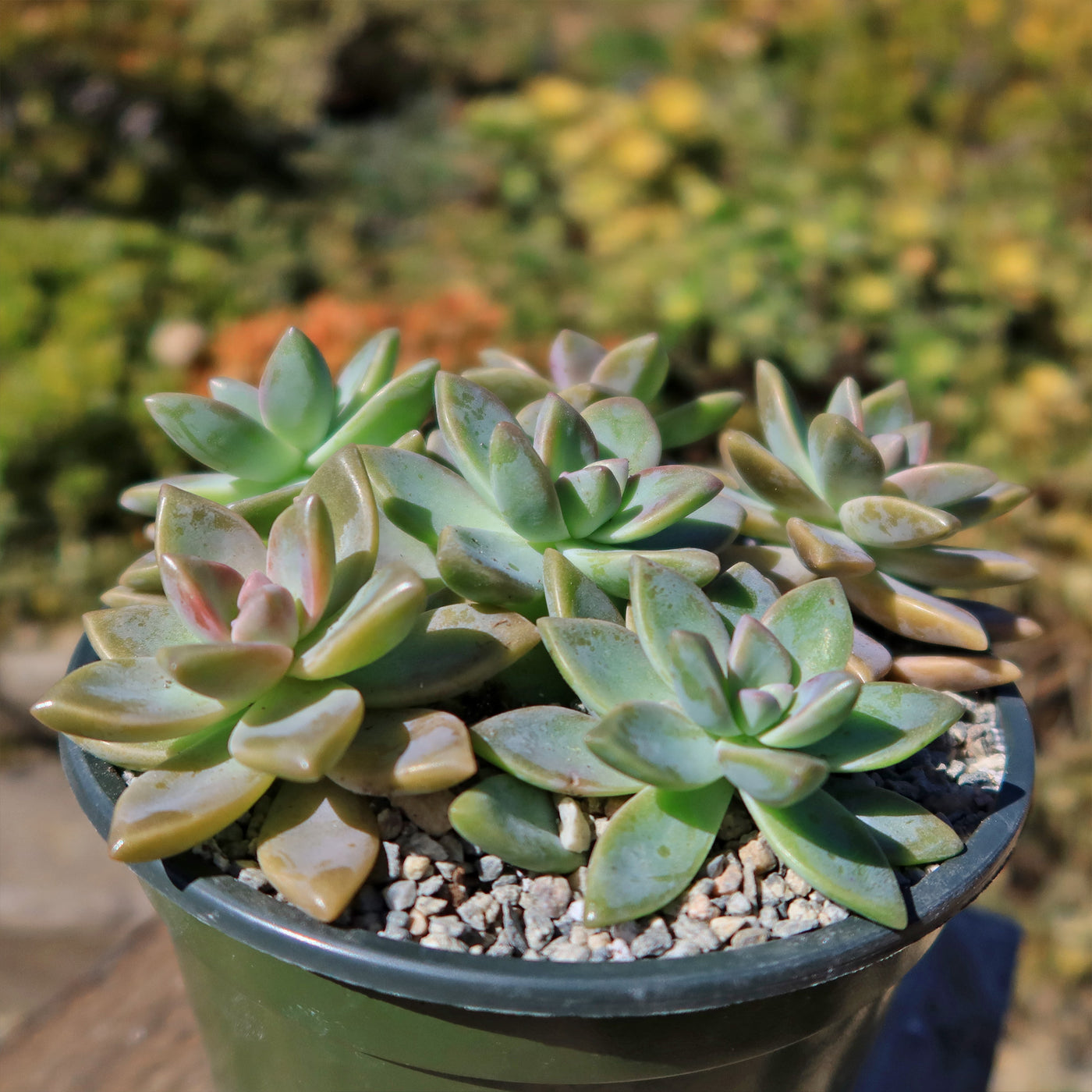 Ghost Plant - Graptopetalum paraguayense