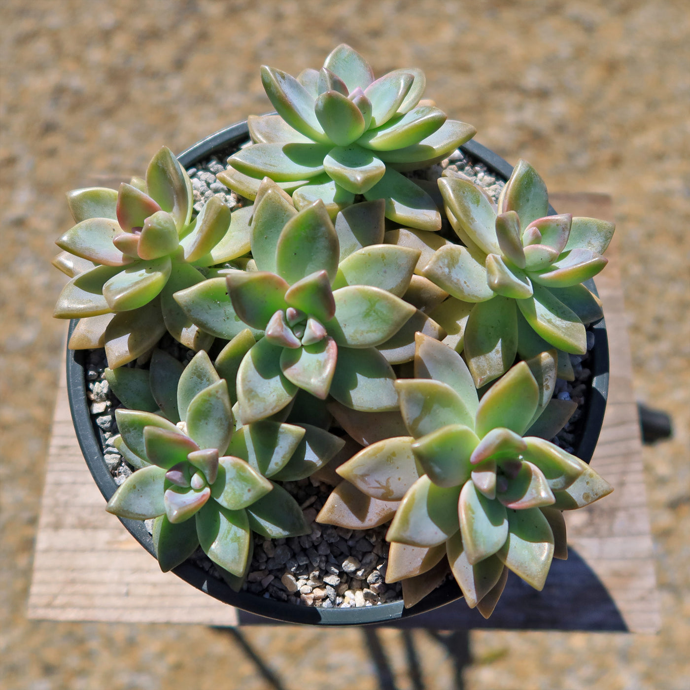 Ghost Plant - Graptopetalum paraguayense