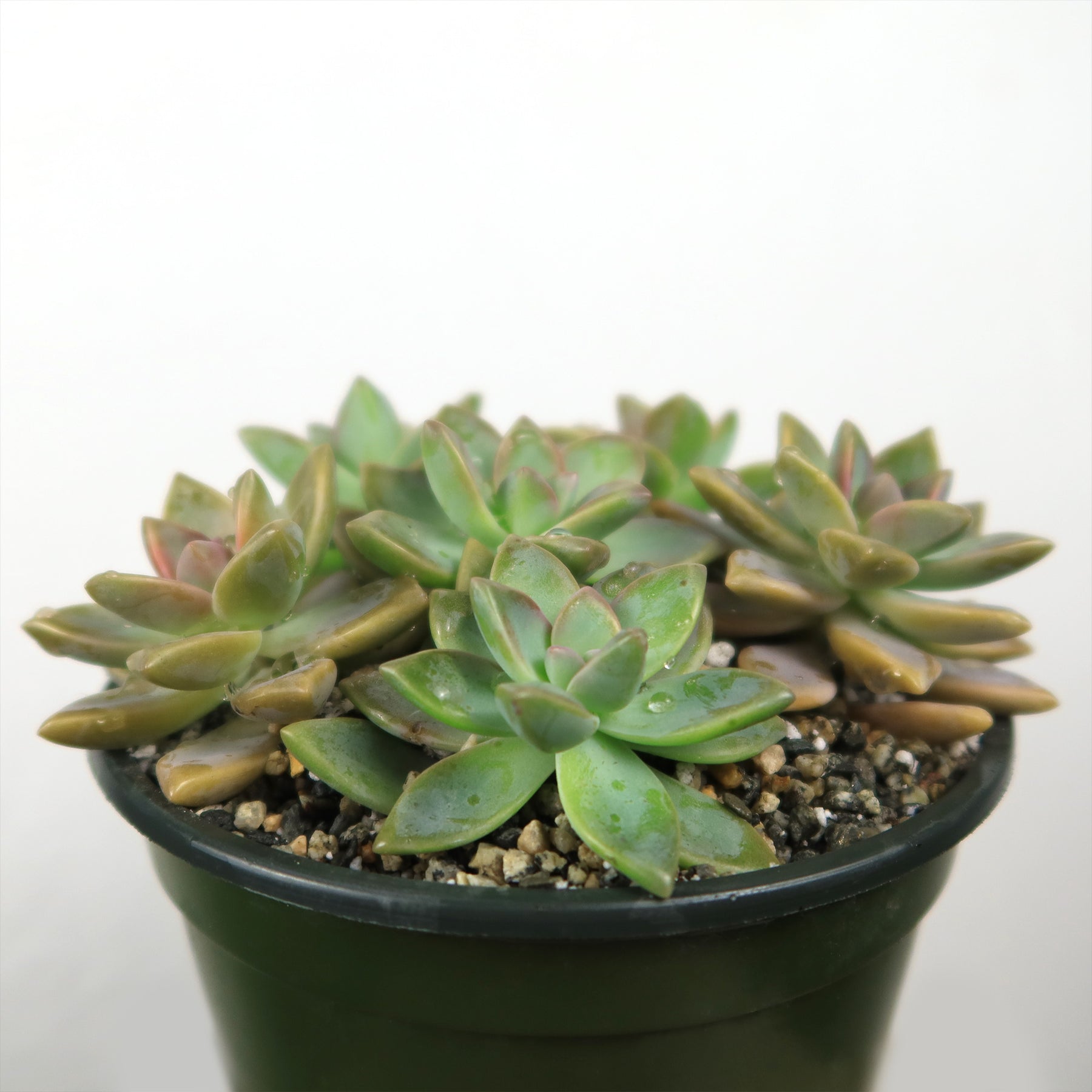 ghost plant succulent for sale Shop 'Ghost Plant - Graptopetalum paraguayense' Care and Info