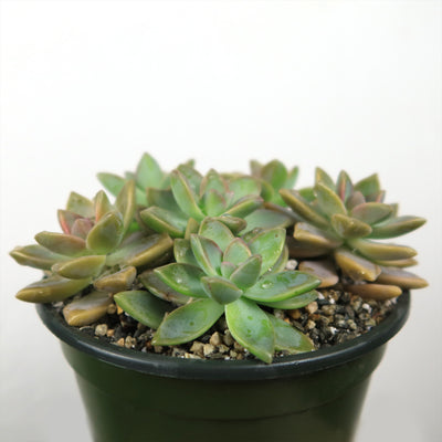 Ghost Plant - Graptopetalum paraguayense