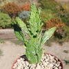 Variegated Josephs Coat Cactus ‘Opuntia monacantha Variegata’