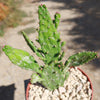 Variegated Josephs Coat Cactus ‘Opuntia monacantha Variegata’