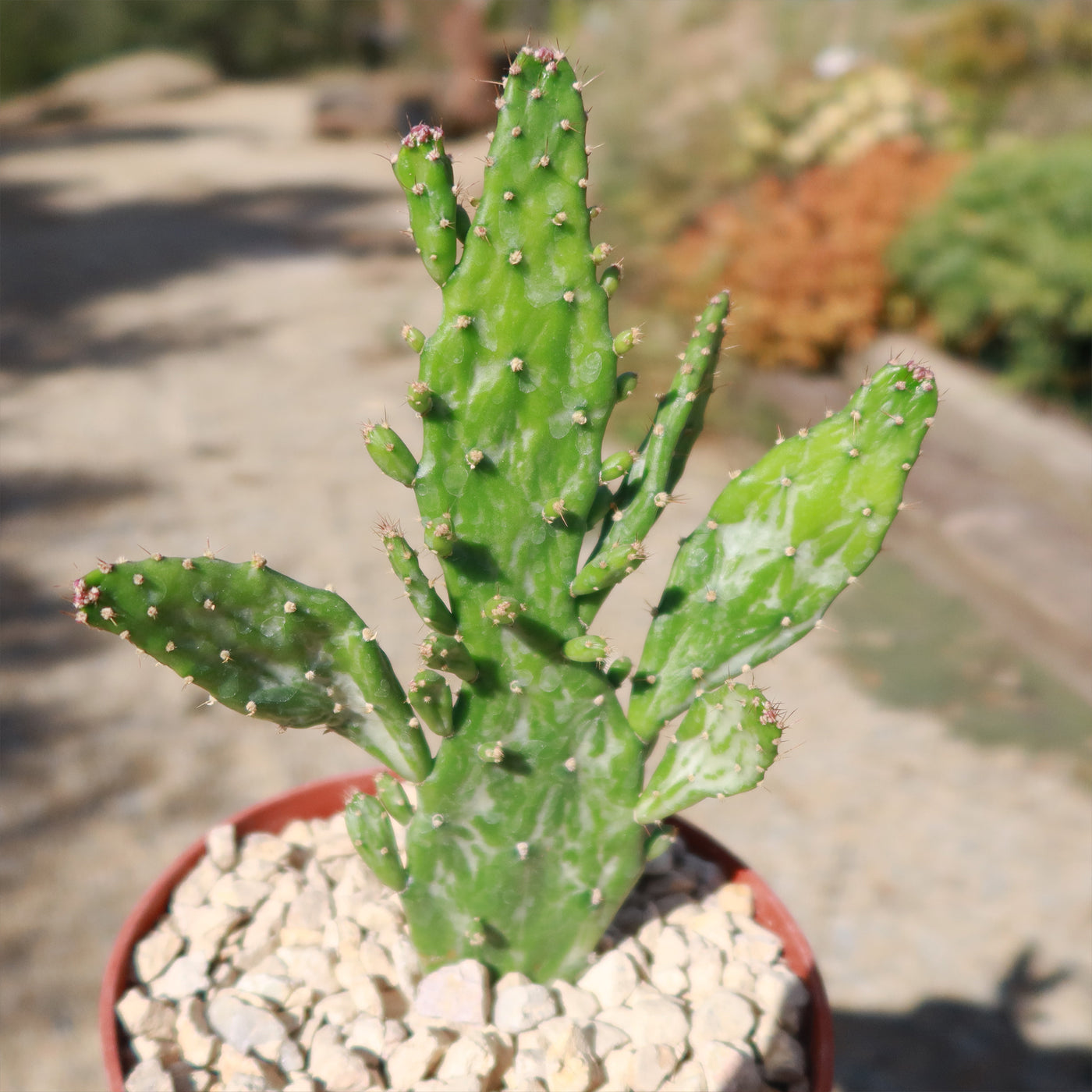 Variegated Josephs Coat Cactus ‘Opuntia monacantha Variegata’