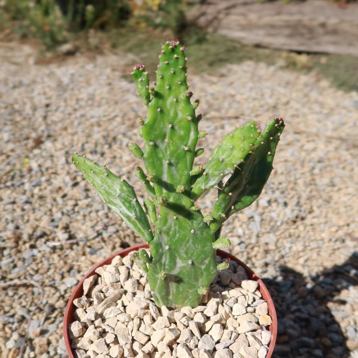 Variegated Josephs Coat Cactus ‘Opuntia monacantha Variegata’