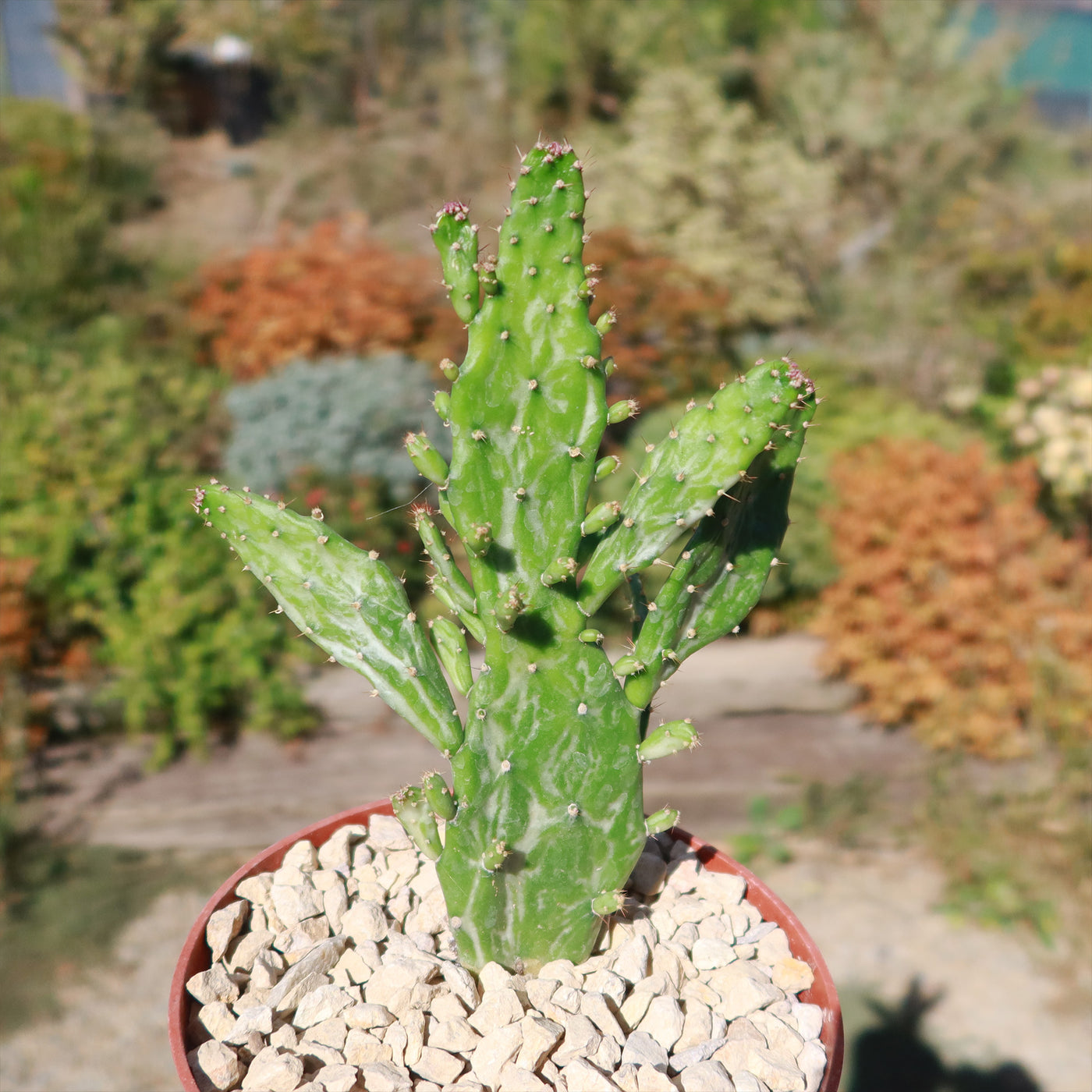 Variegated Josephs Coat Cactus ‘Opuntia monacantha Variegata’