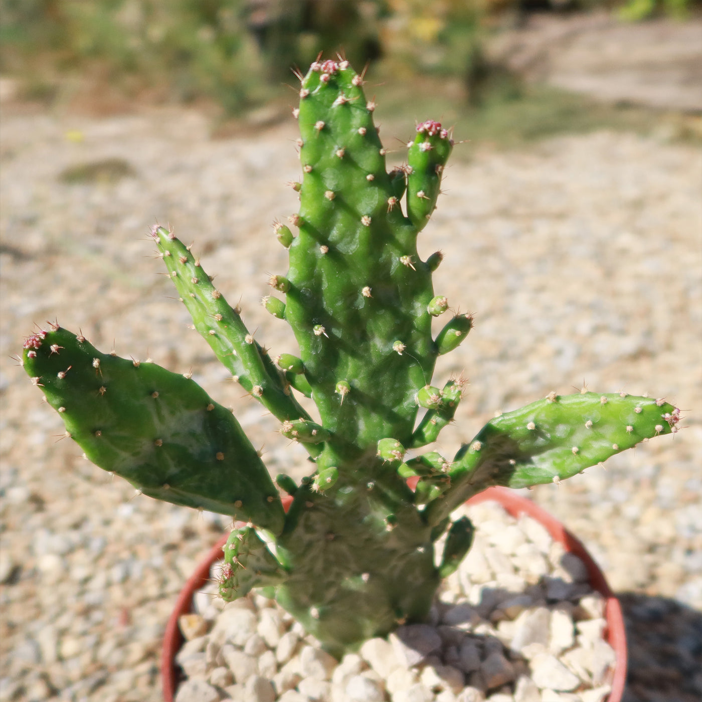 Variegated Josephs Coat Cactus ‘Opuntia monacantha Variegata’