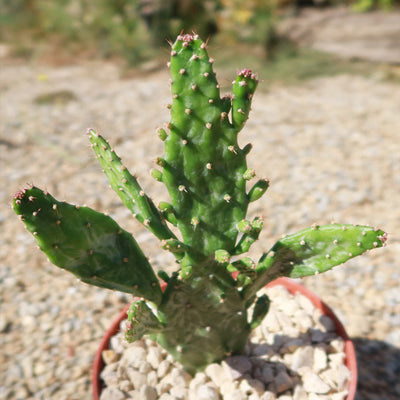 Variegated Josephs Coat Cactus ‘Opuntia monacantha Variegata’