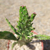 Variegated Josephs Coat Cactus ‘Opuntia monacantha Variegata’