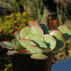 Variegated Paddle Plant - Kalanchoe luciae &