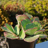 Variegated Paddle Plant - Kalanchoe luciae &