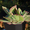 Variegated Paddle Plant - Kalanchoe luciae &