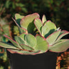 Variegated Paddle Plant - Kalanchoe luciae &