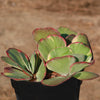 Variegated Paddle Plant - Kalanchoe luciae &