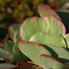 Variegated Paddle Plant - Kalanchoe luciae &