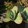 Variegated Paddle Plant - Kalanchoe luciae &