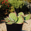 Variegated Paddle Plant - Kalanchoe luciae &