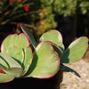 Variegated Paddle Plant - Kalanchoe luciae &