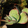 Variegated Paddle Plant - Kalanchoe luciae &