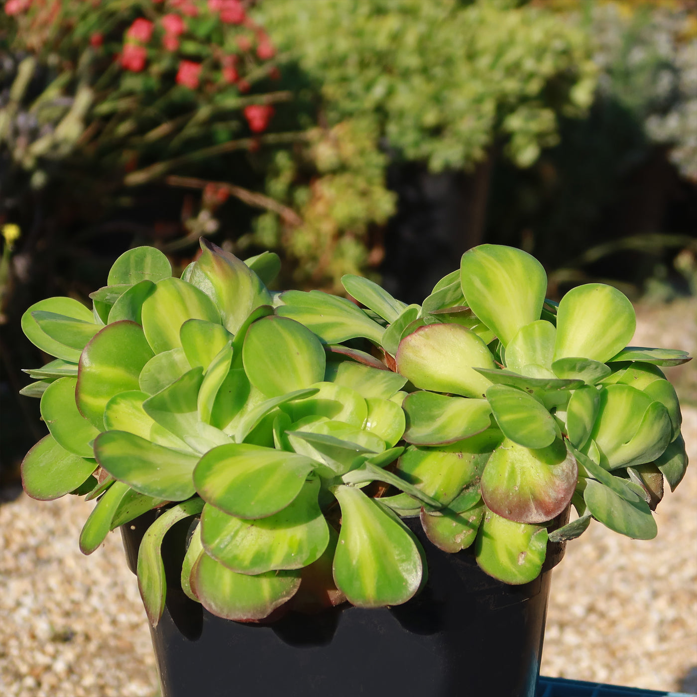 Kalanchoe luciae 'Fantastic' crested