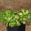 Kalanchoe luciae &